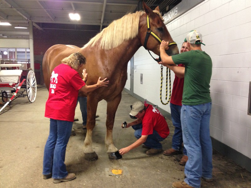 The Mares family prepares Big B for the English halter show Aug. 10 at the Indiana State Fair. SOPHIE GORDON / BSU JOURNALISM AT THE FAIR