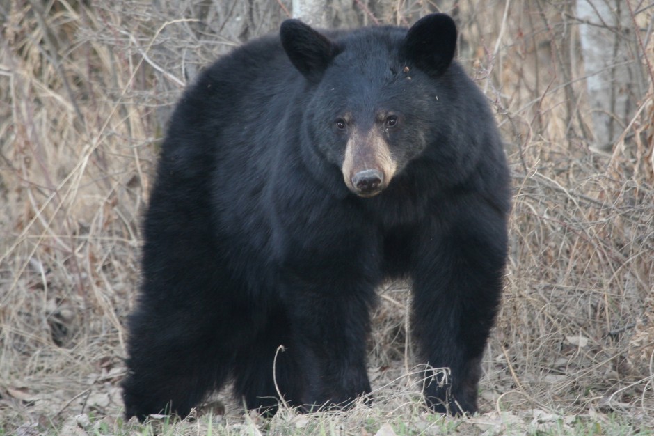 Black Bear Spotted Again In Southwestern Indiana Indiana Public Radio