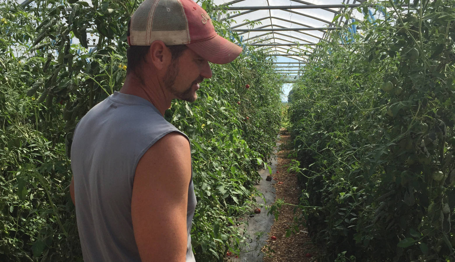 Purdue Project Connects Farmers Food Pantries For Produce