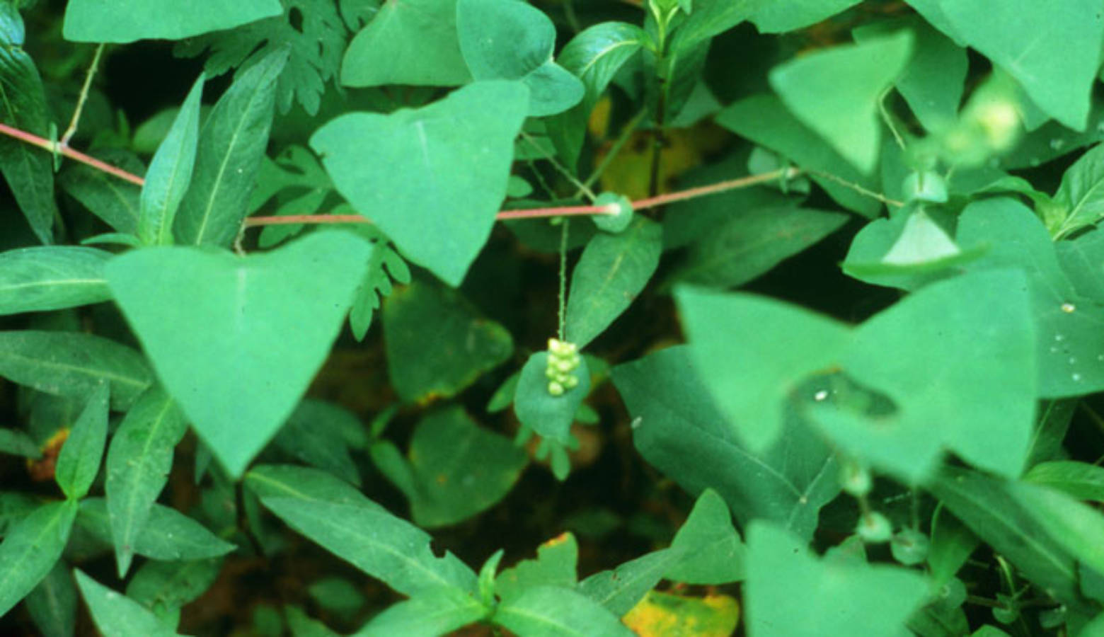 Fast Growing Invasive Vine Found In Indiana Indiana Public Radio