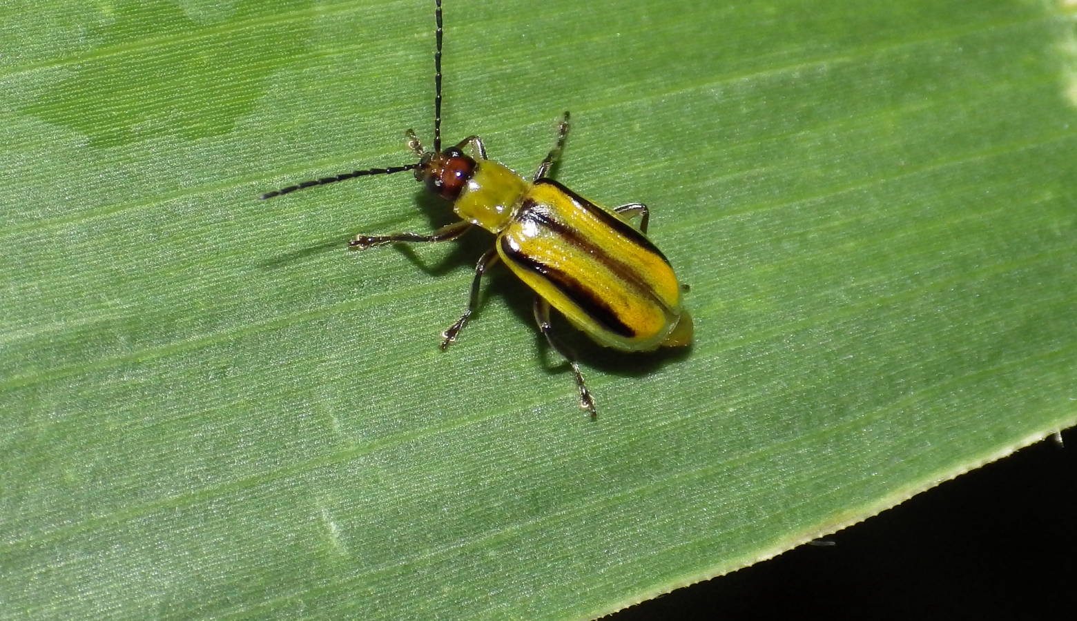 Western corn rootworm — a common pest for Indiana farmers (Sarah Zukoff/Flickr)