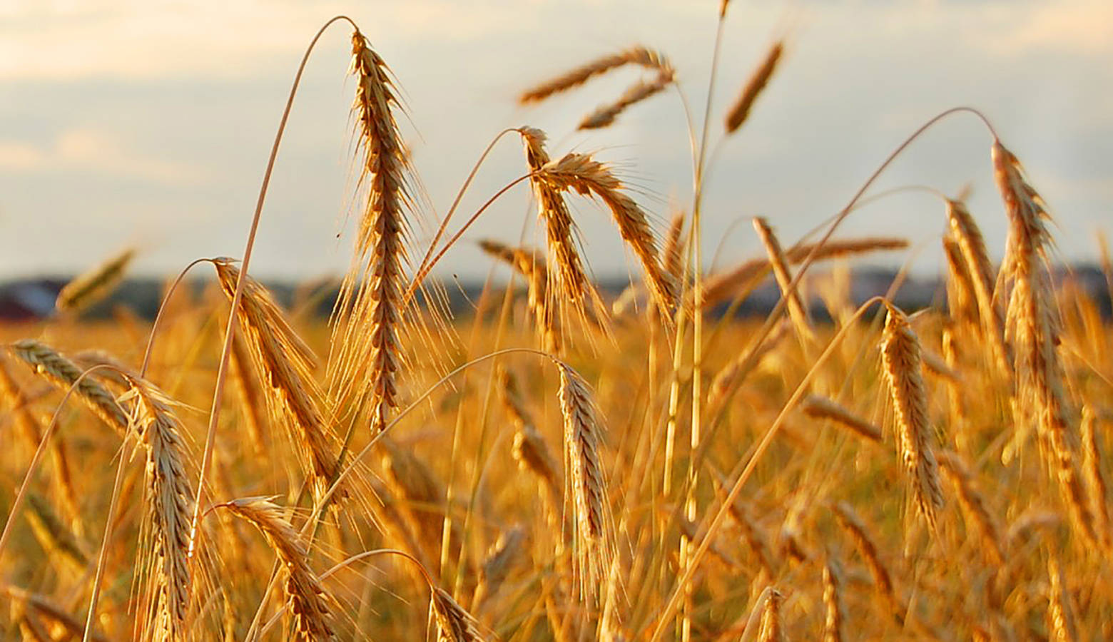 Rye field (Neurovelho/Wikimedia Commons)