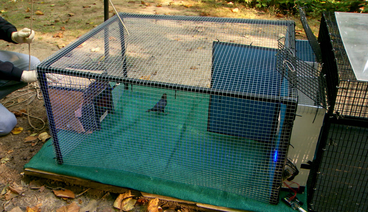 A brown-headed cowbird moves away from a blue light in the study (Courtesy of Purdue University)