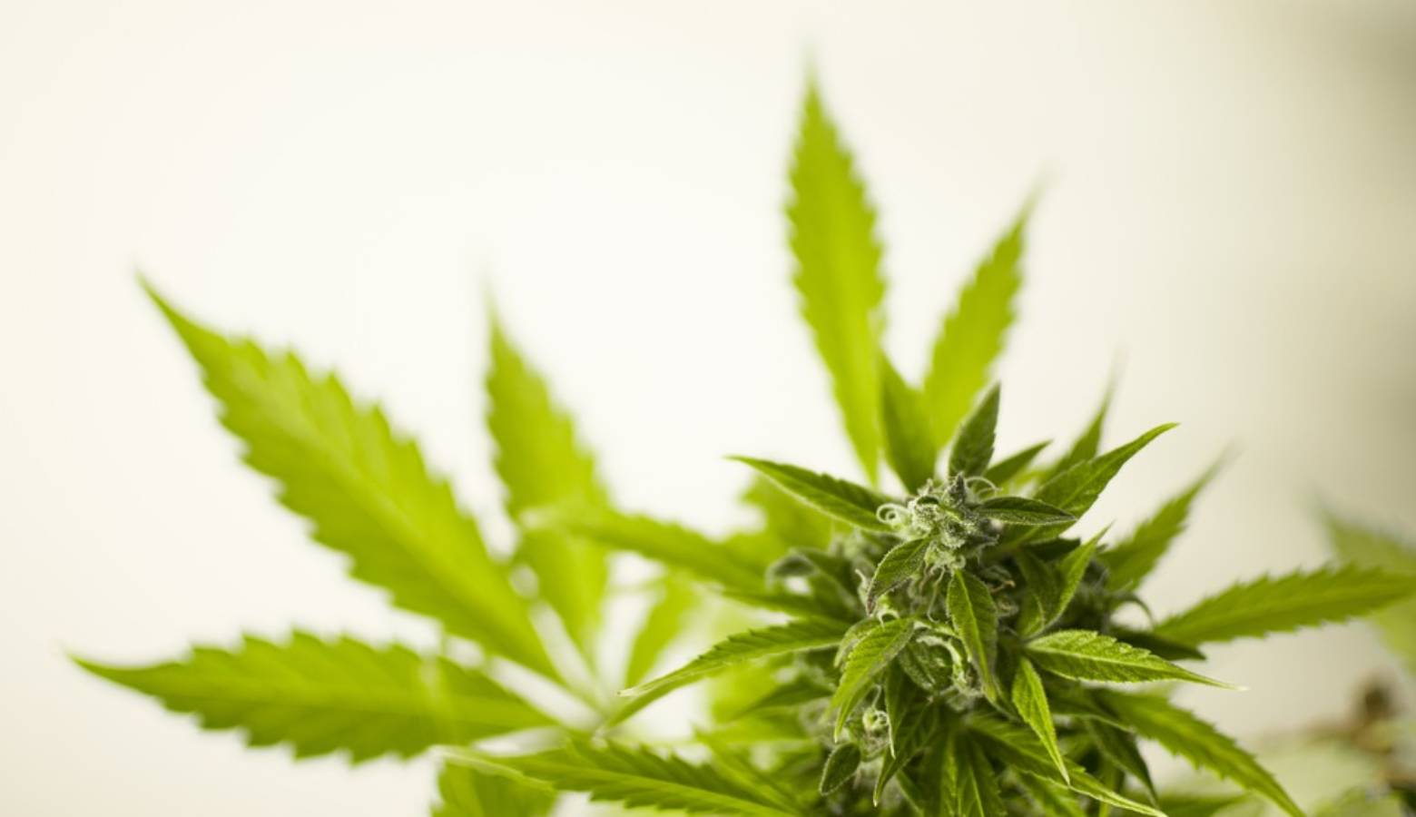 Cannabis leaves