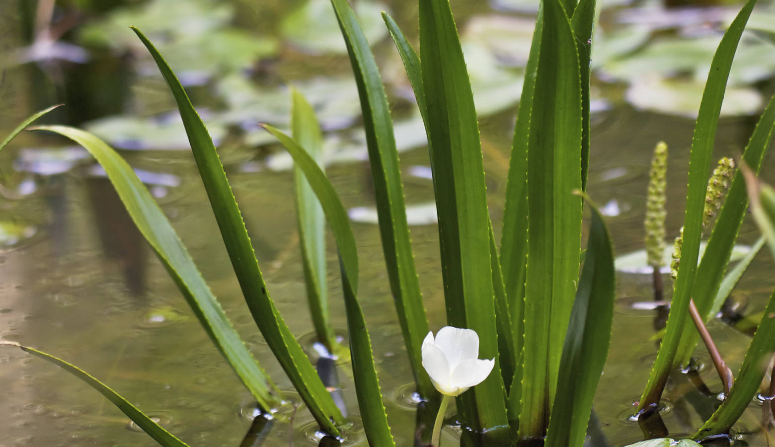 state-bans-sale-of-two-aquatic-invasive-species-indiana-public-radio