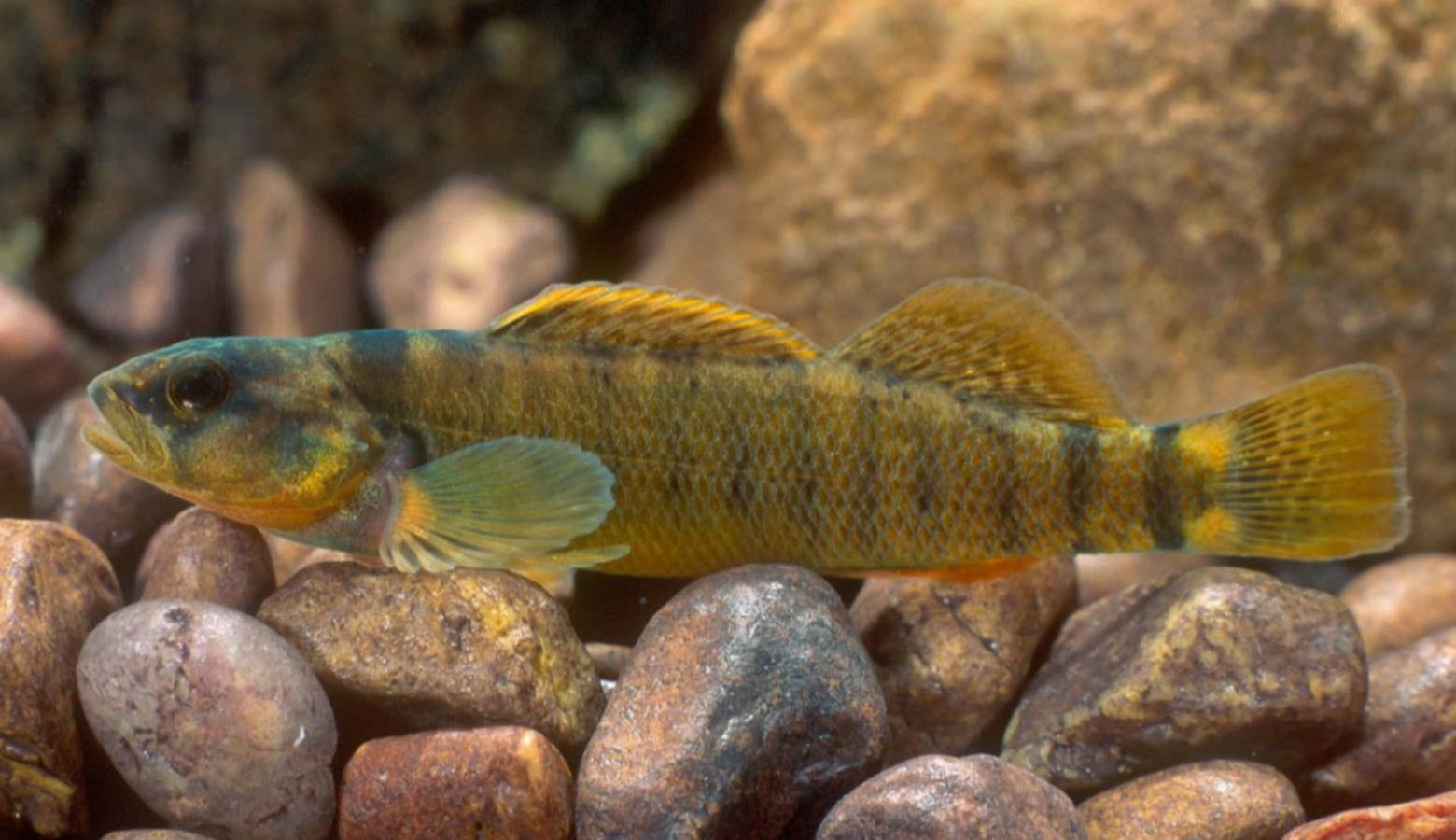 The Tippecanoe darter is one of the smallest fish in Indiana, getting upt to just an inch and a half long (Robert Criswell/U.S. Fish and Wildlife Service)