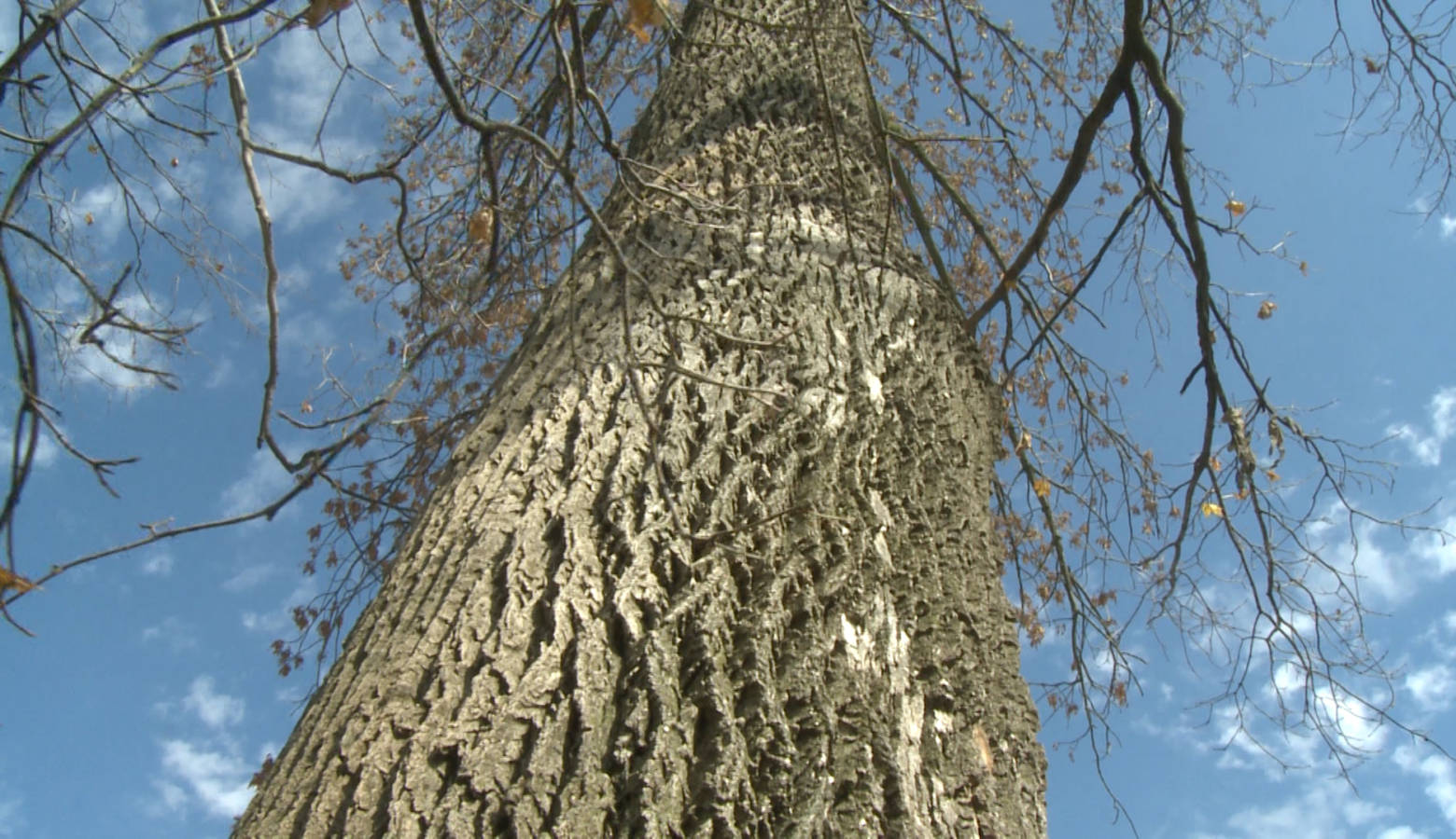 A tree infected with emerald ash borer beetles. (WFIU/WTIU News)