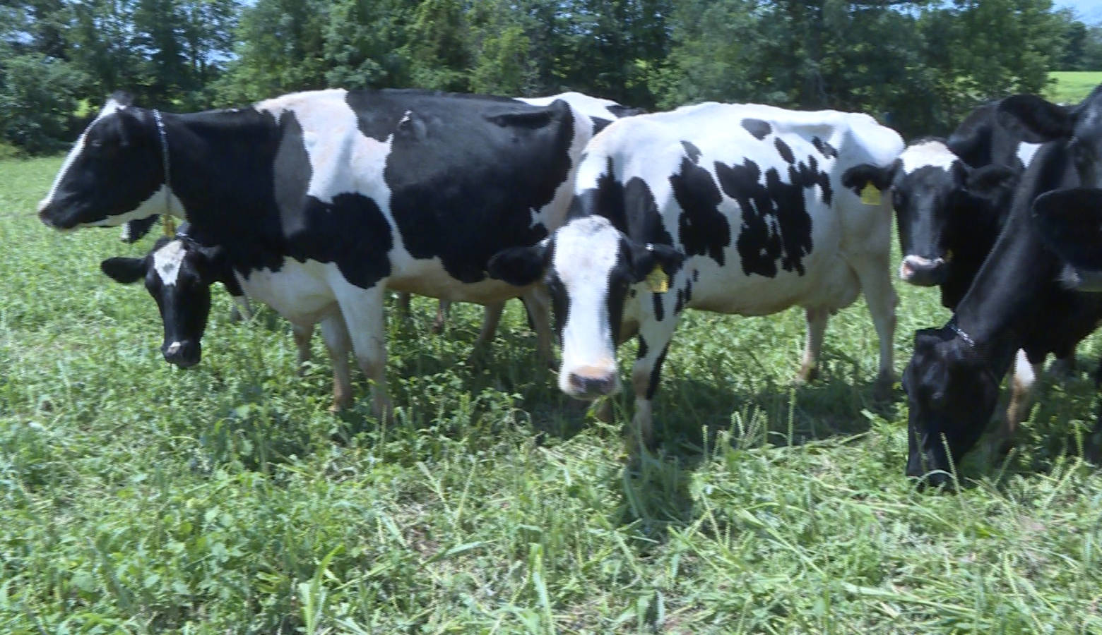 Dairy cows at a farm near Seymour. (Brock Turner/WTIU)