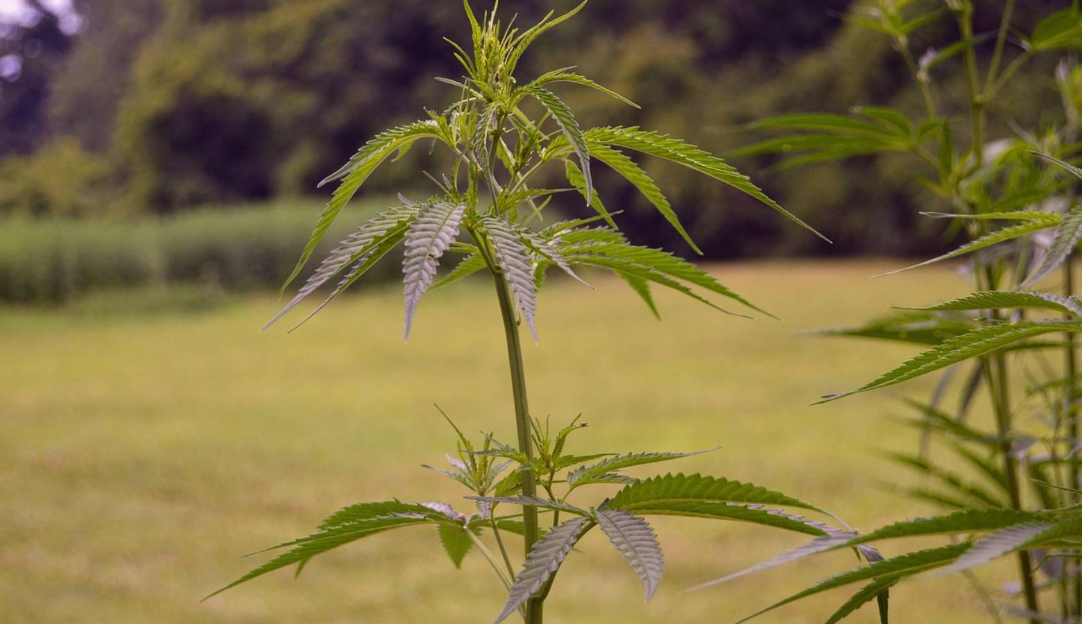 Hemp plant (Pixabay)