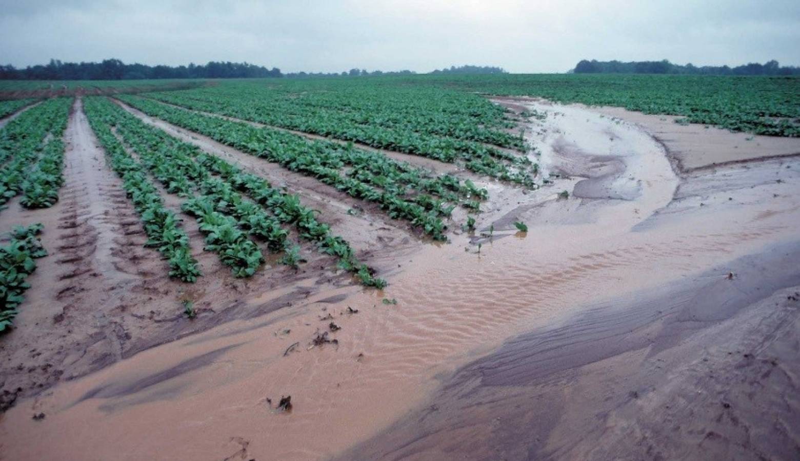 Runoff from a farm field in New Mexico, 2016 (Natural Resources Conservation Service, USDA)