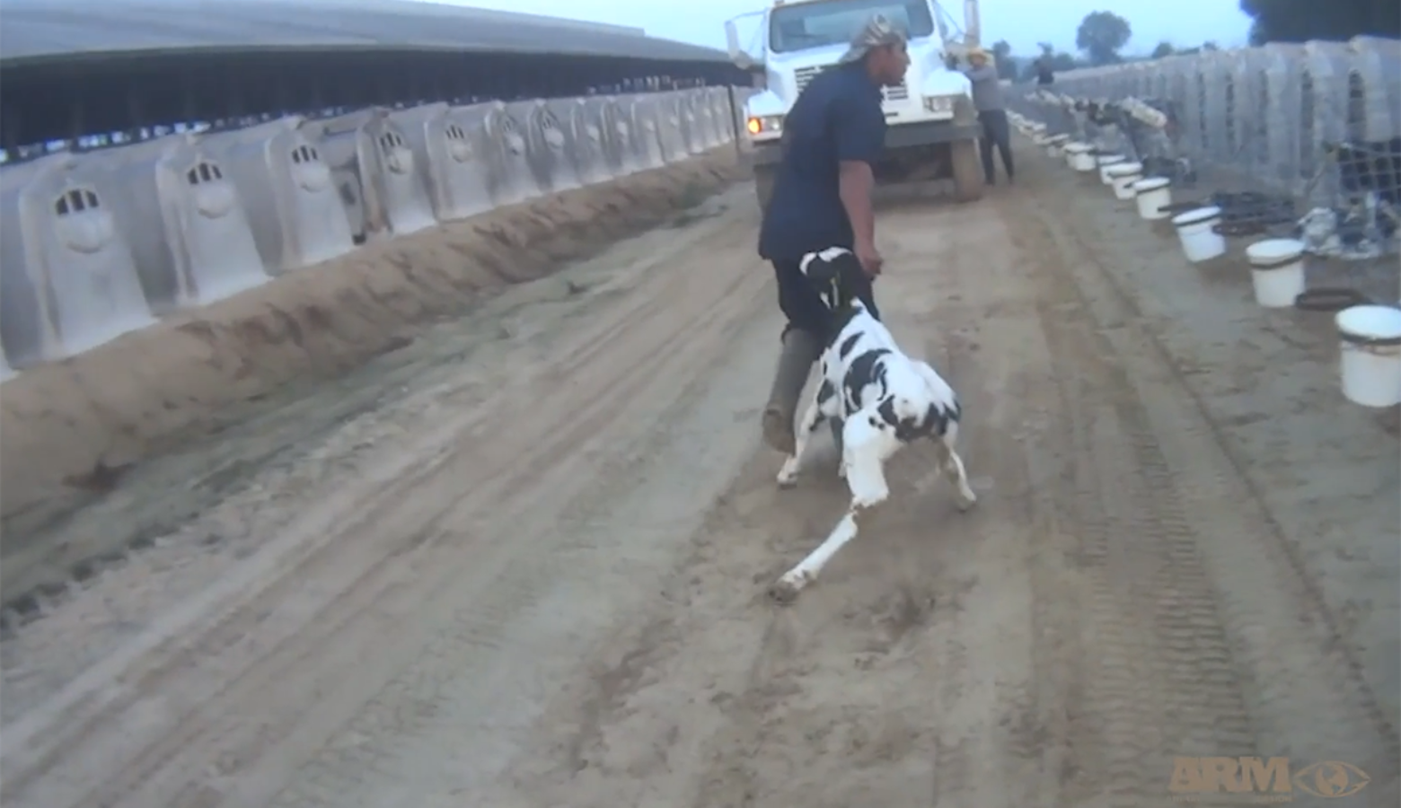 Activist Group’s Video Shows Calves Being Abused At Fair Oaks Farms