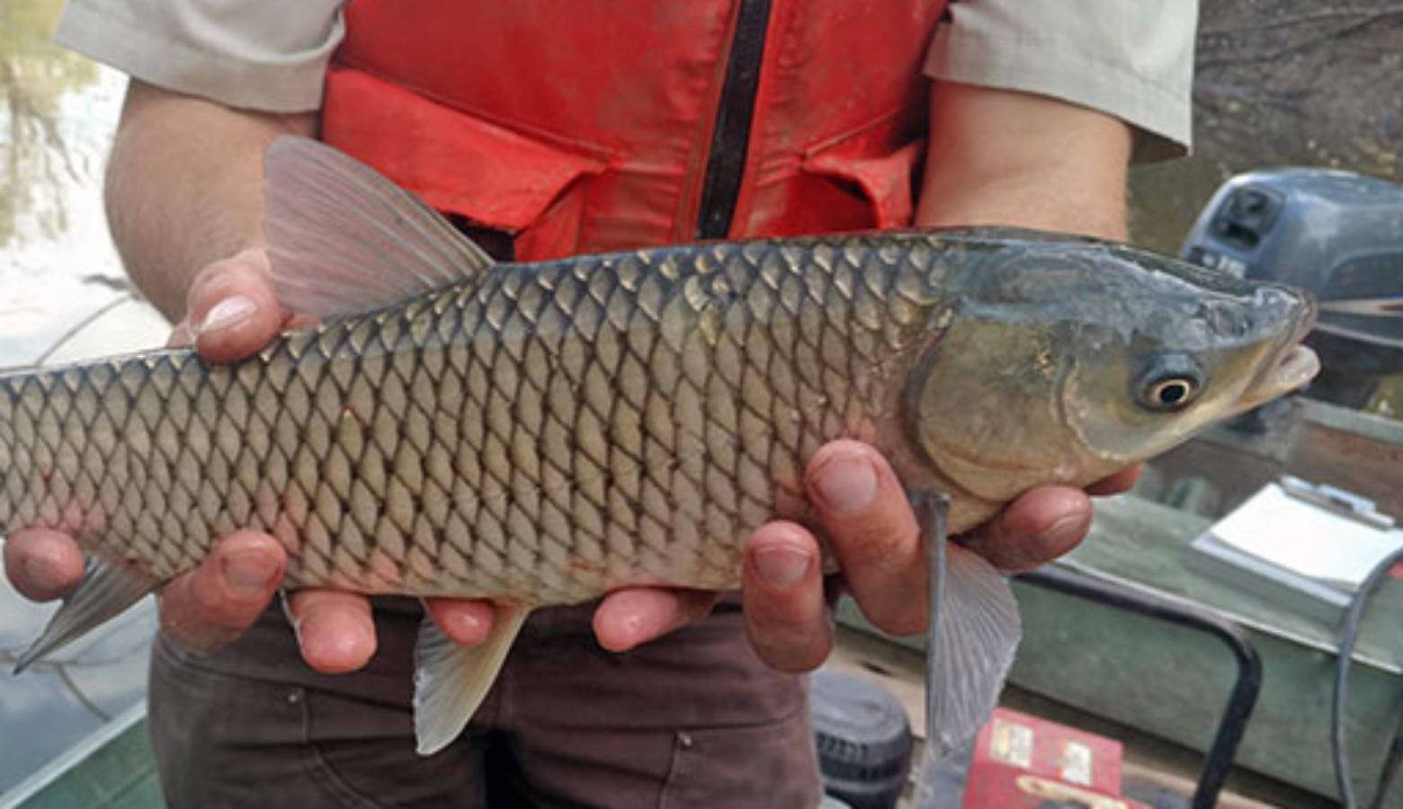 A grass carp. (U.S. Fish and Wildlife Service)