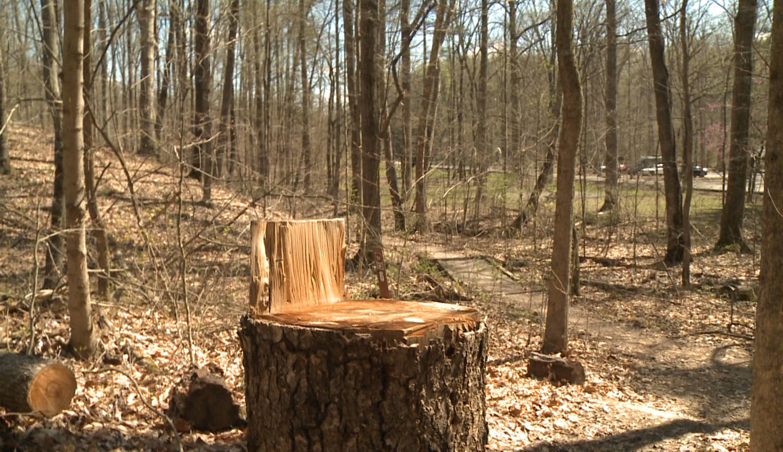 The Jackson-Washington State Forest near Brownstown. (FILE PHOTO: Tyler Lake/WTIU)