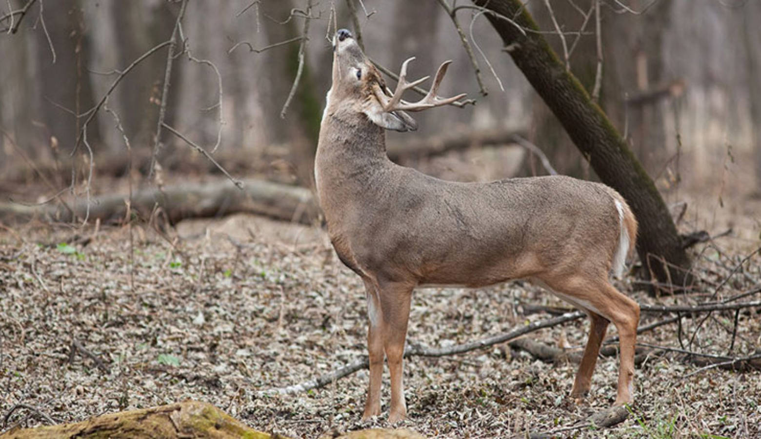 State Park Sites Scheduled To Close For Deer Hunts Indiana Public Radio