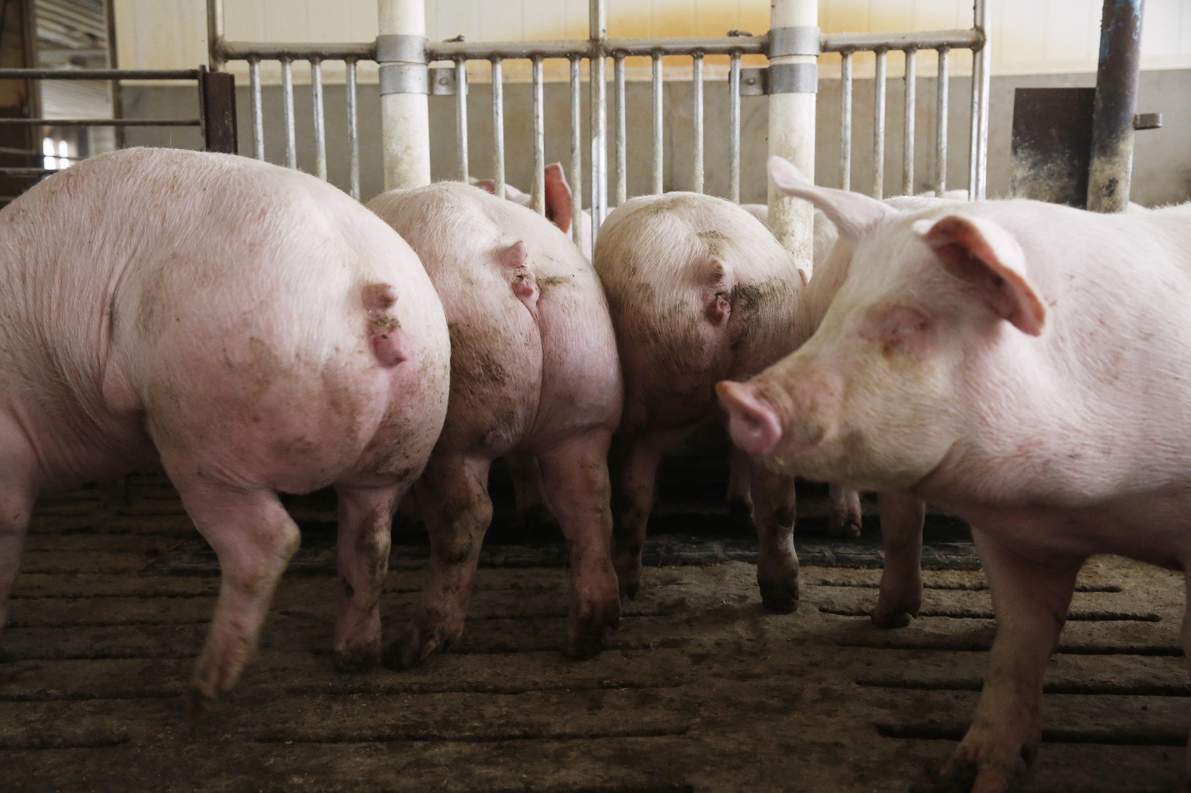 What State Has The Most Pig Farmers