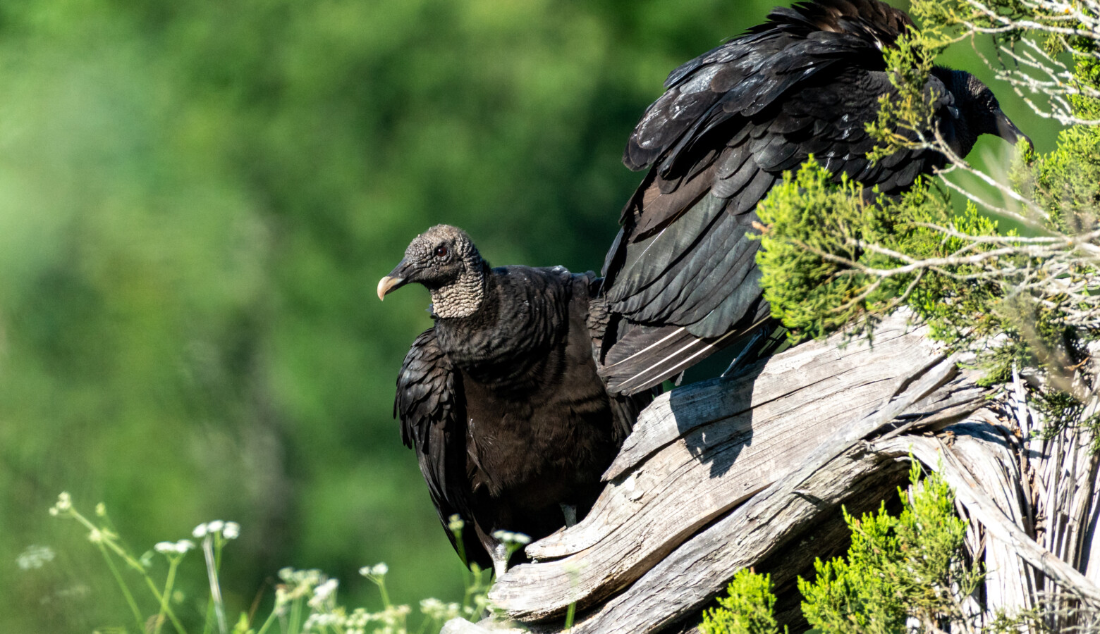 Black vultures at a park near Austin, Texas. Not to be confused with red-headed turkey vultures, some farmers say black vultures have been harassing or killing their livestock. (Aleksomber/Wikimedia Commons)
