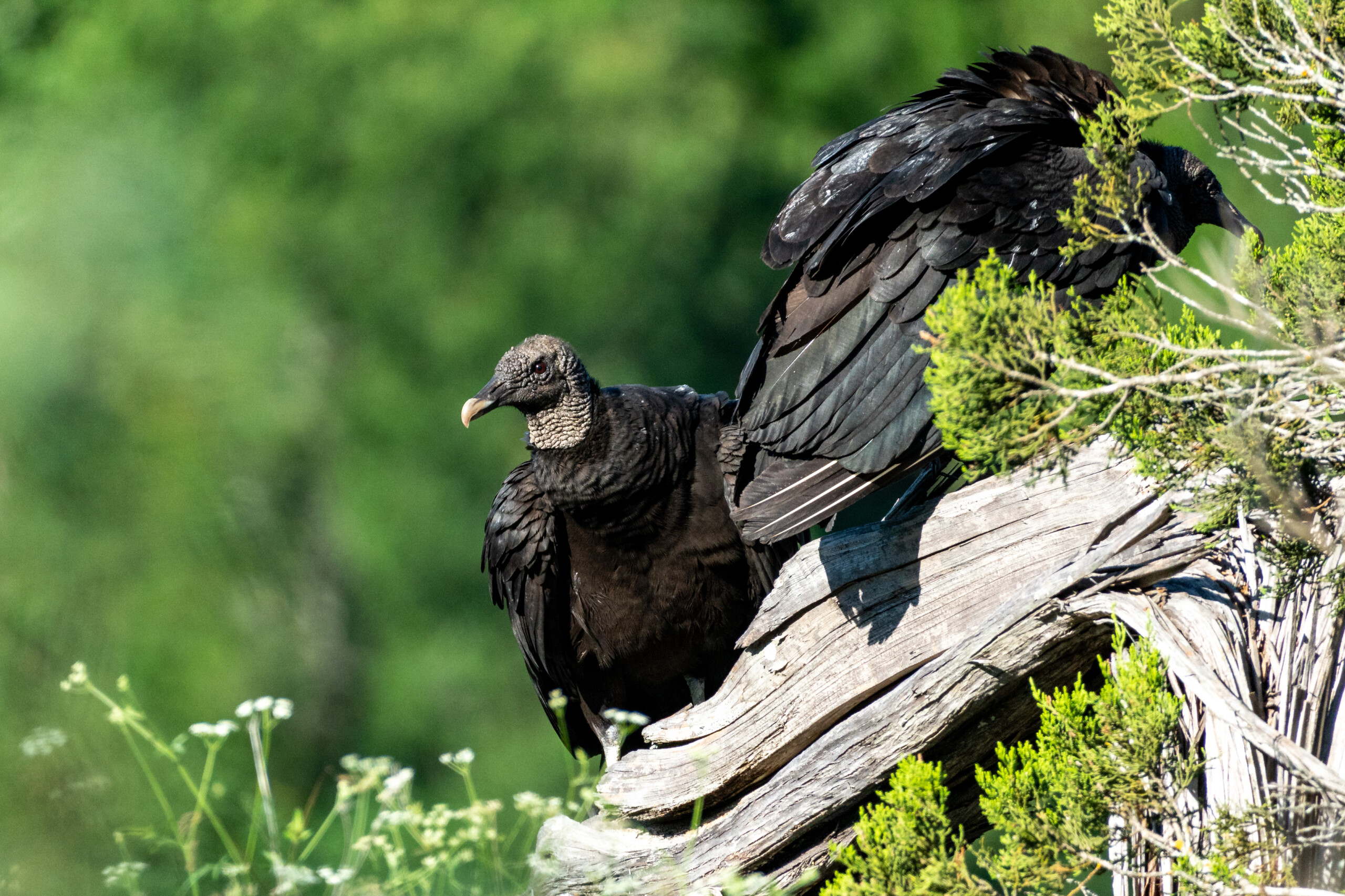 Black Vultures Are Causing Problems On Farms, Purdue Needs Help ...
