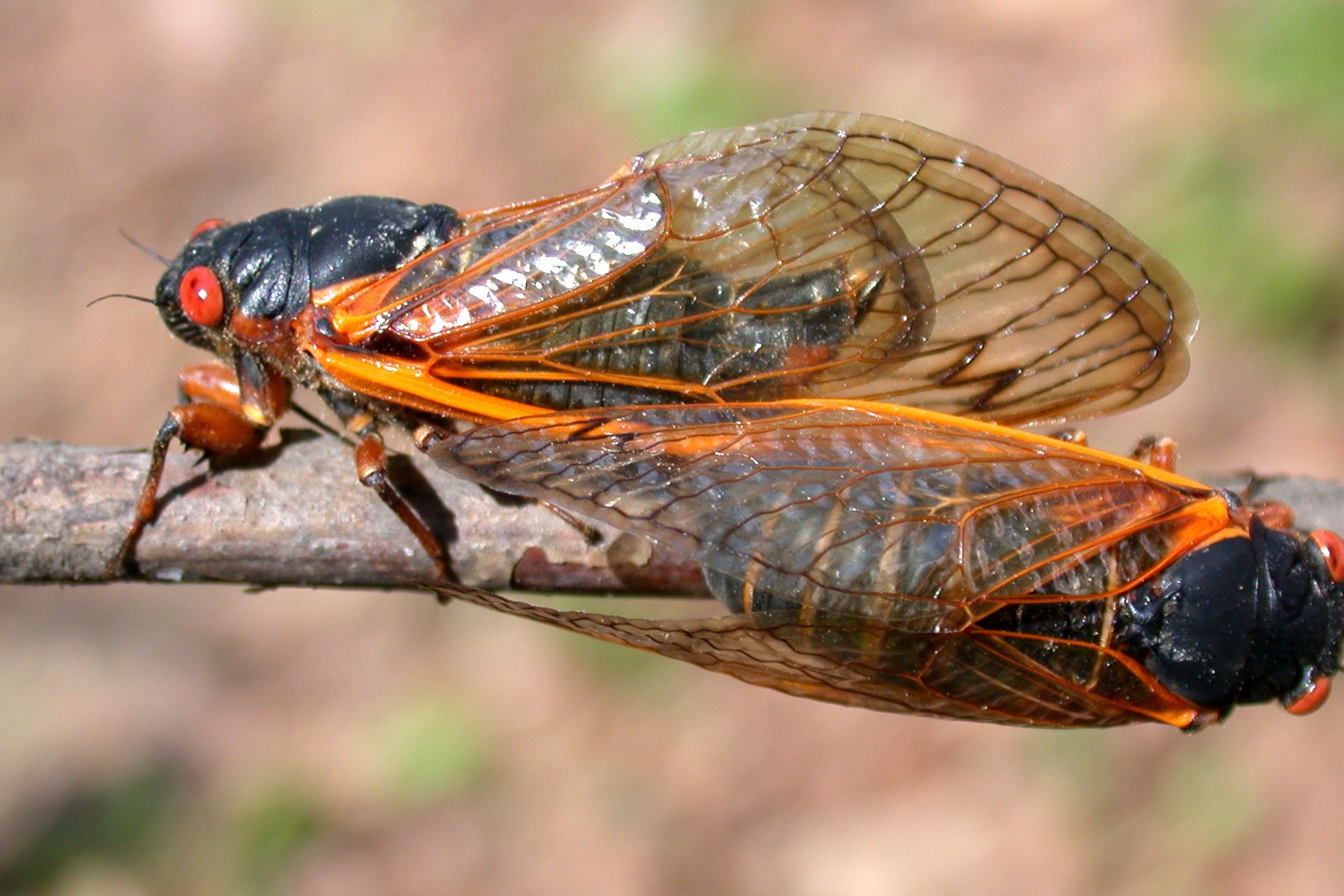 Cicadas Here’s What To Expect Before Brood X Arrives Indiana Public