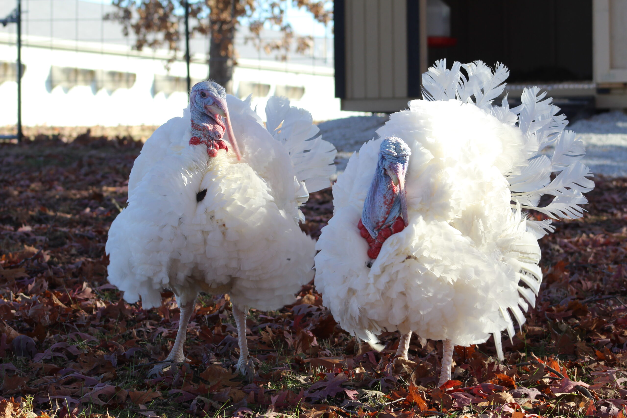 Pardoned Presidential Turkeys Come To Live At Purdue University Indiana Public Radio