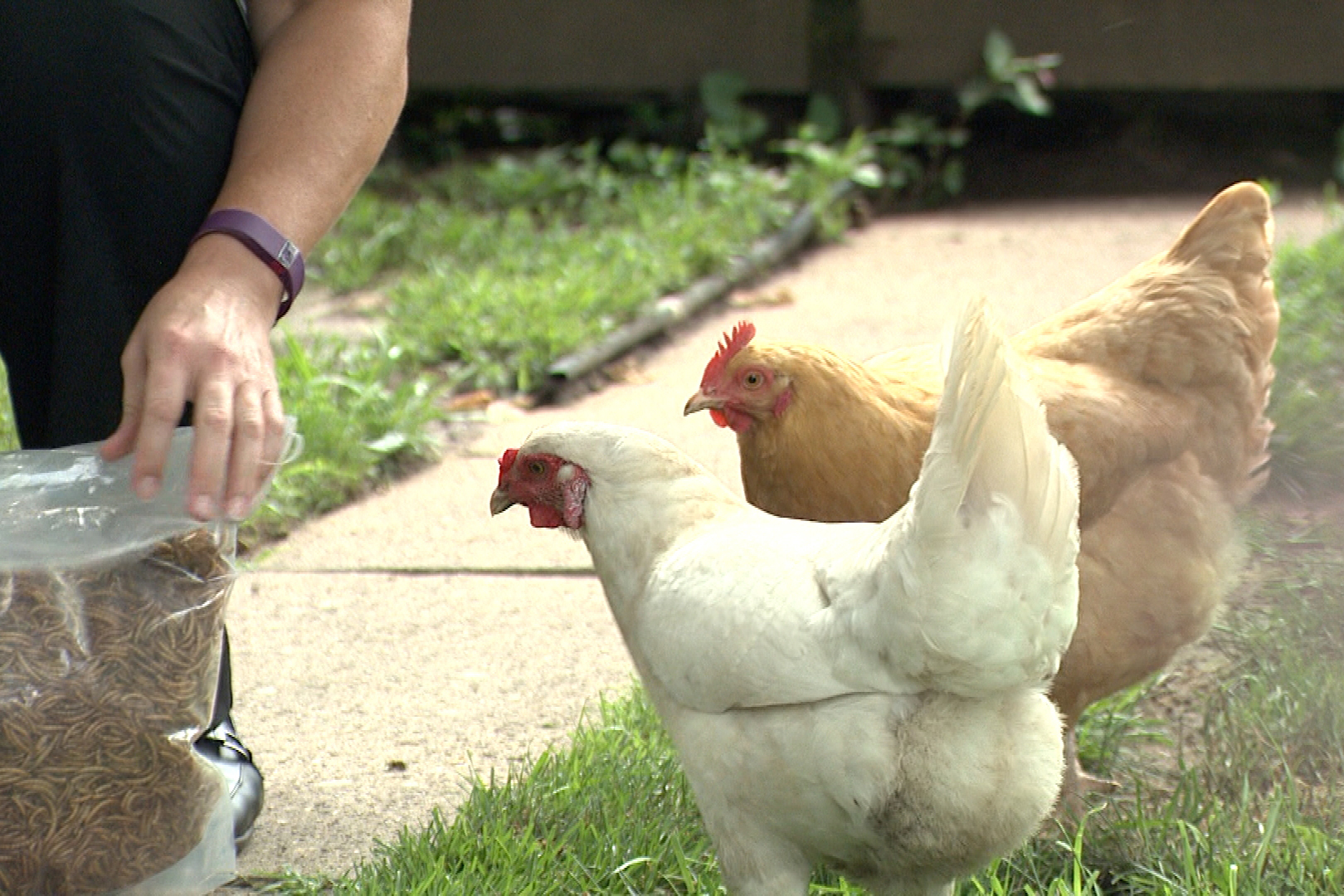 Salmonella Outbreaks Tied To Backyard Poultry In Indiana 37 Other States Indiana Public Radio 