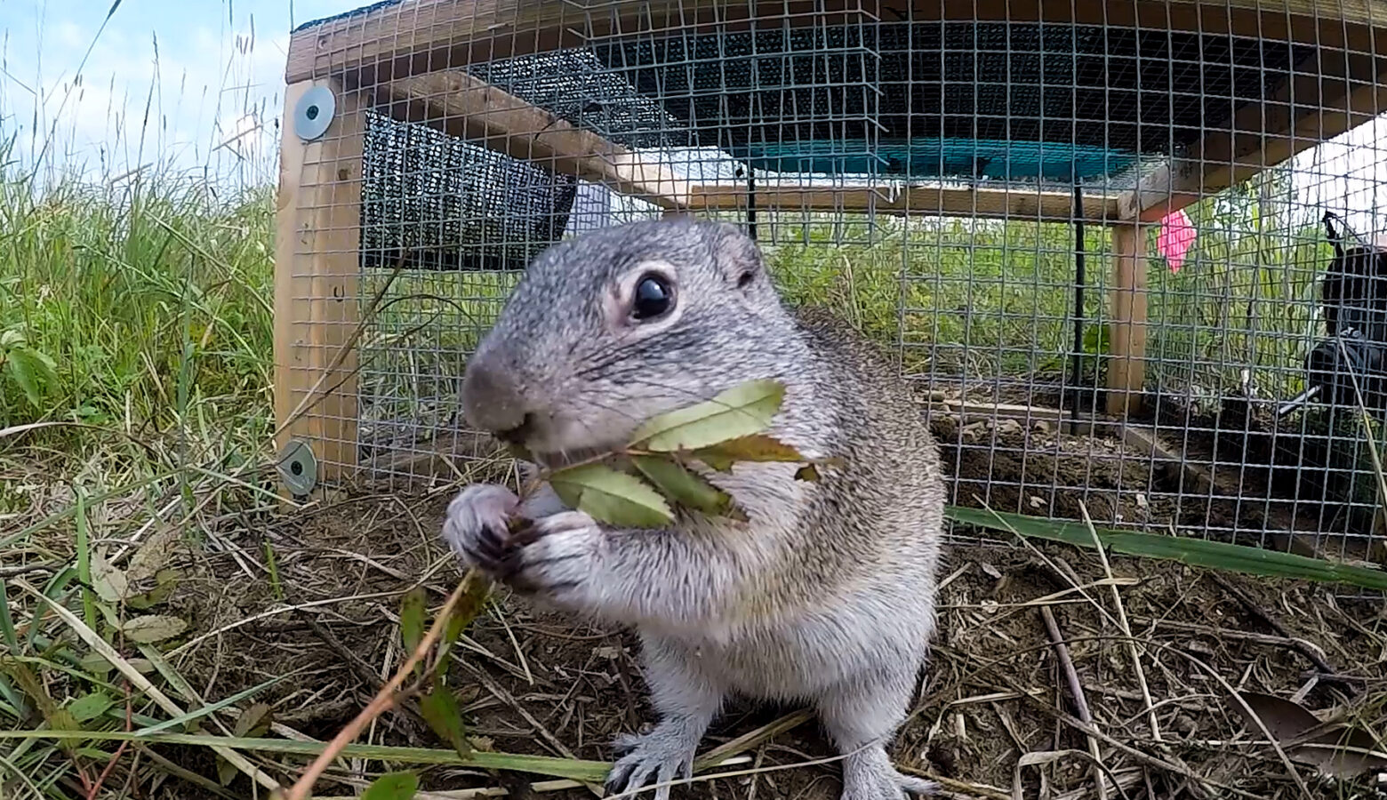 A Franklin's ground squirrel gets ready to exit his cage into the Kankakee Sands prairie.