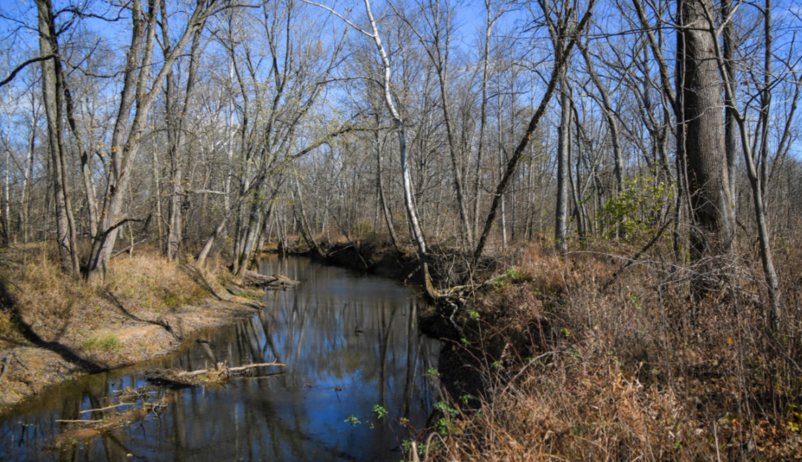 Busseron Creek with grassy beds and bare trees surrounding the water. A blue sky pokes through the branches.