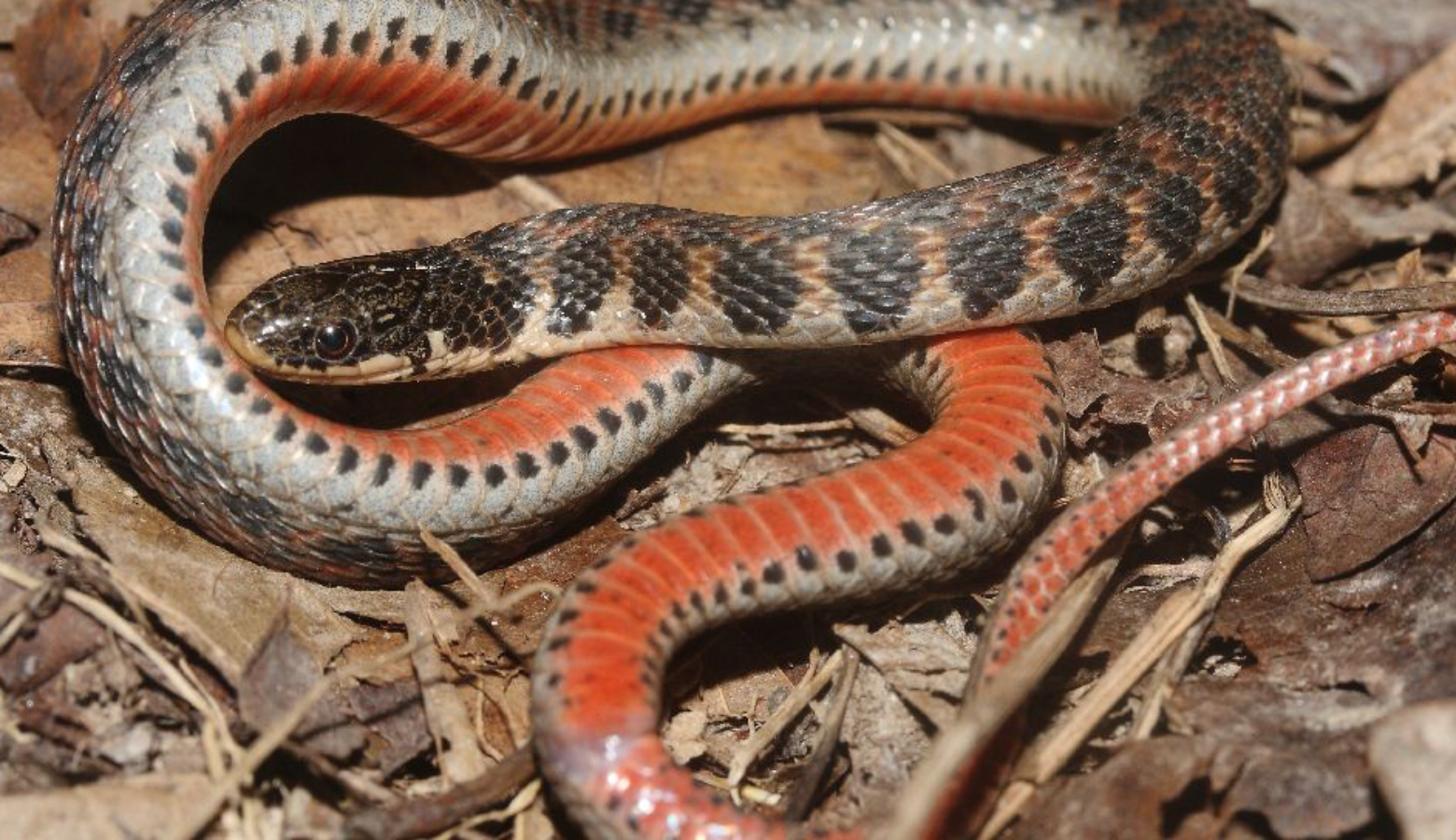 Kirtland's snakes are small snakes with bright red bellies that primarily live in wet meadows and prairies.