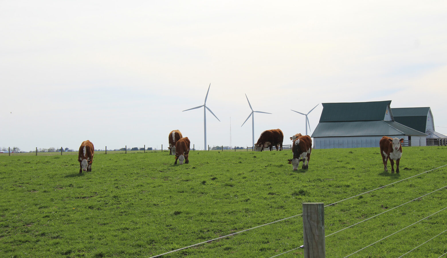 Cows standing in a field.