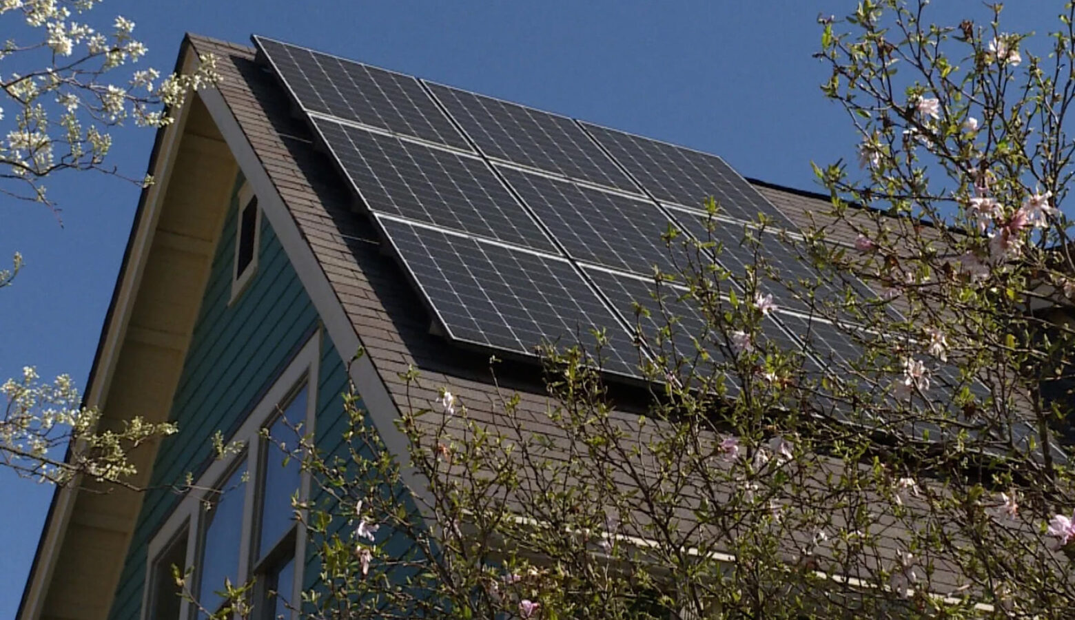 A house has several solar panels installed on its roof. There are flowering branches in the foreground, slightly obscuring the home. Behind it is a clear blue sky.