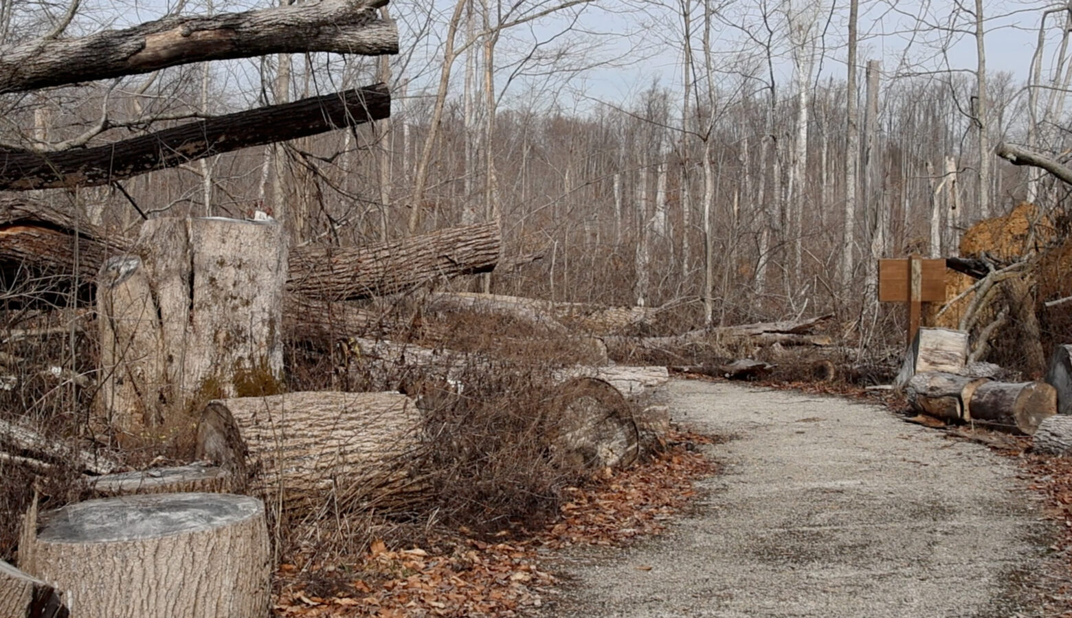 A gravel path at McCormick's Creek State Park is surrounded by trees — many of which have been cut down after being damaged by storms.