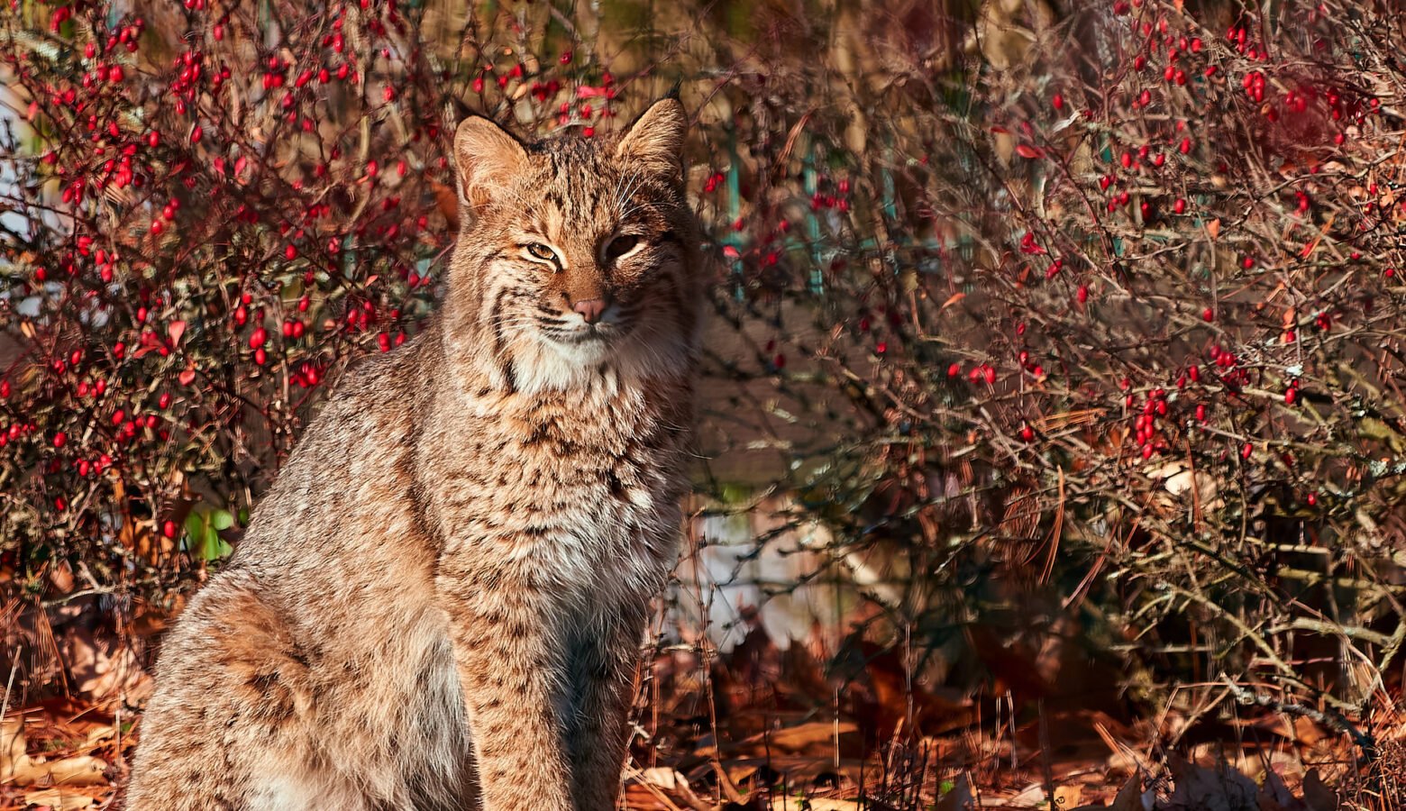 A bobcat looks like a slightly larger domestic cat with a speckled fur pattern. It's flanked by a bush with red berries.