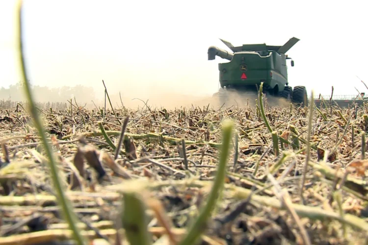 A photo shows a green, John Deere combine traveling through a corn field with crop stubble in the foreground on a sunny day.