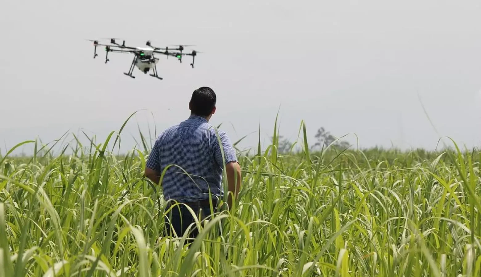 A man seen from behind stands in a corn field, flying a black and gray drone with six small helicopter propellers.