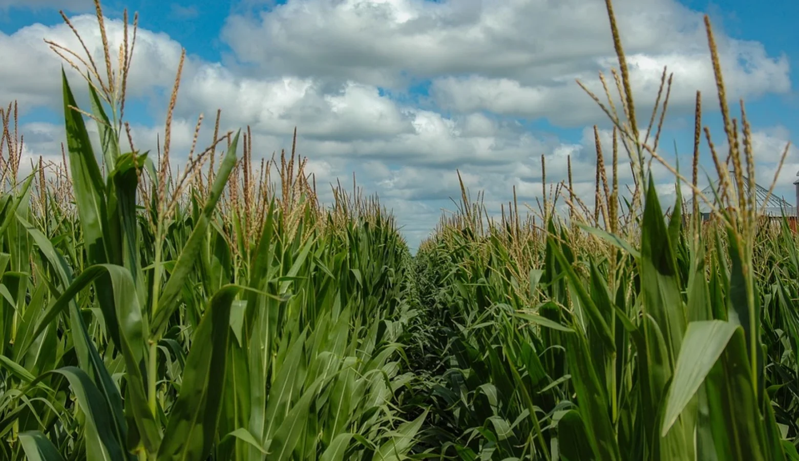 An exterior photo looking down a long row of mature corn under a partly cloudy sky.