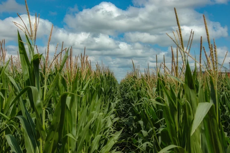 An exterior photo looking down a long row of mature corn under a partly cloudy sky.