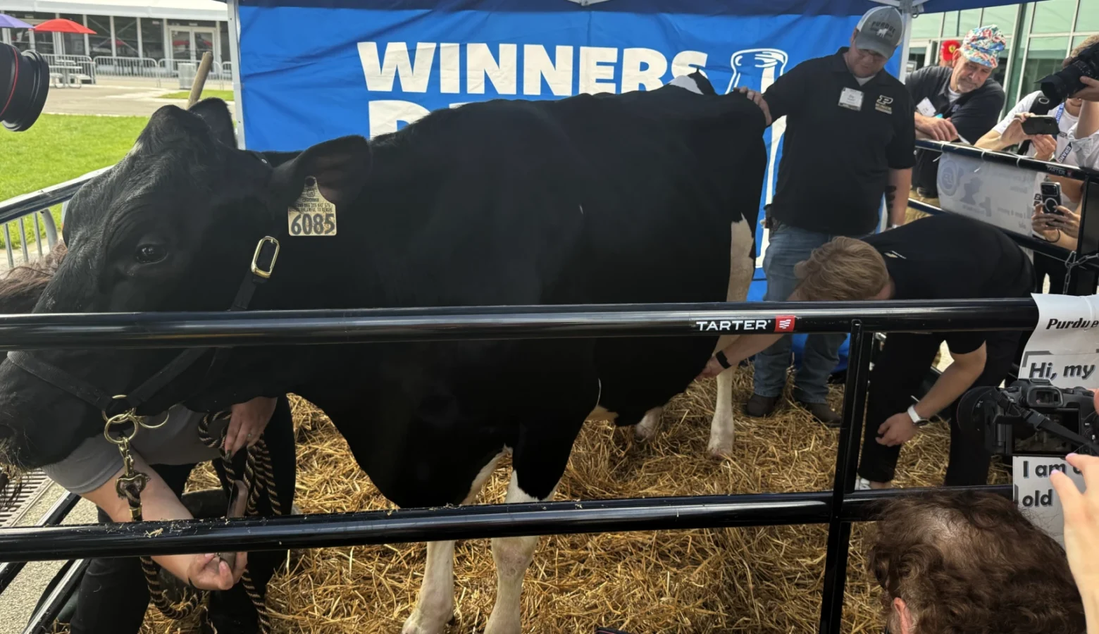 A black cow in a cow pen is being petted by a crowd.