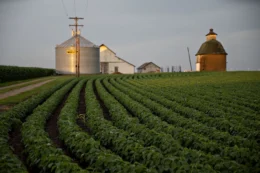 Metal and brick grain bins and a white barn can be seen in the distance behind a field planted with rows of soybeans.