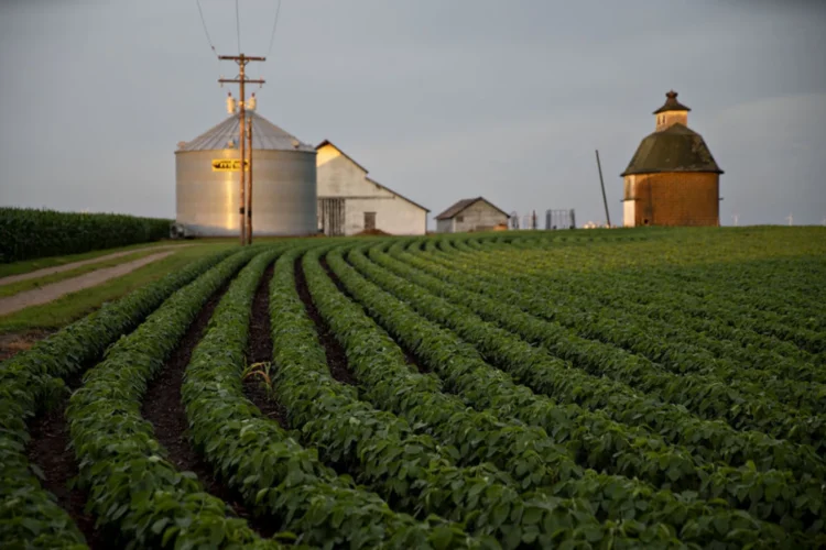 Metal and brick grain bins and a white barn can be seen in the distance behind a field planted with rows of soybeans.