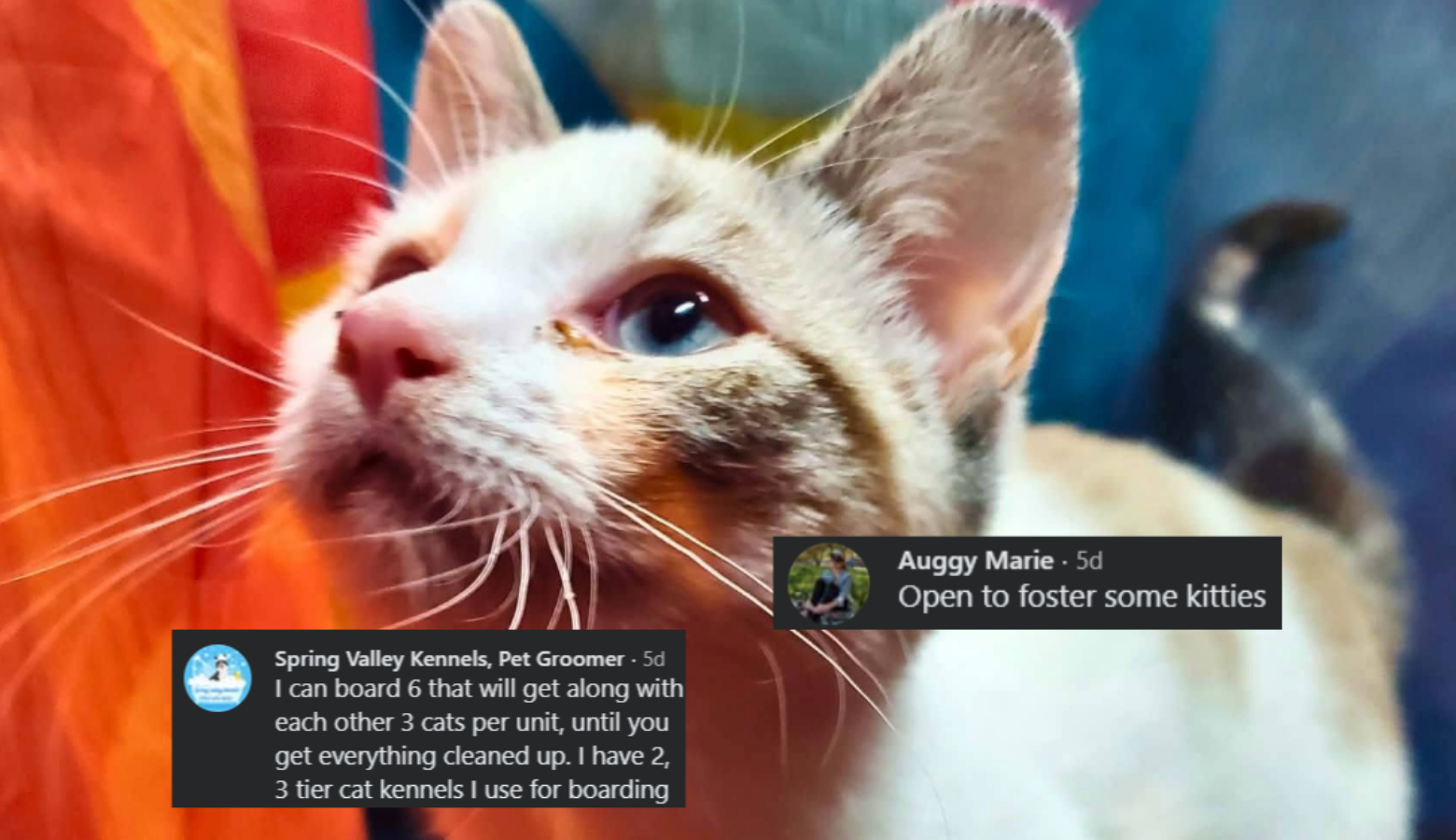 Several Facebook comments with users offering to volunteer at a pet rescue overlaying a picture of a kitten.