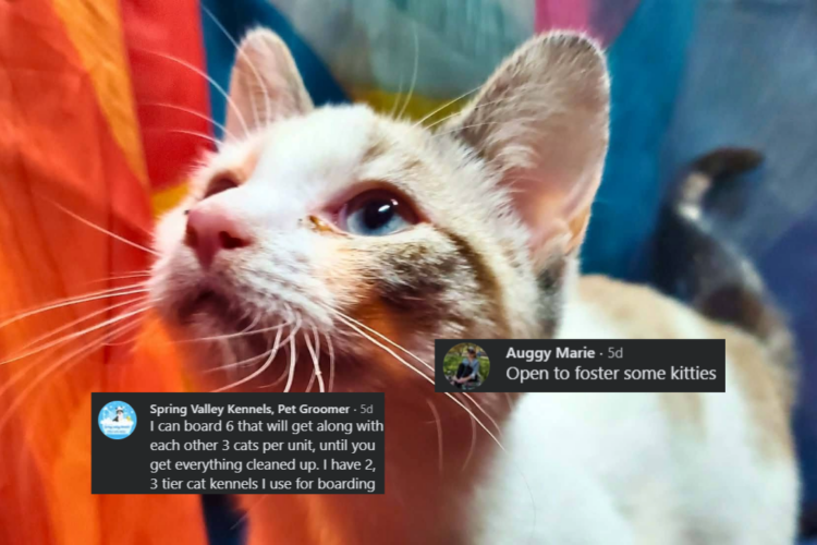 Several Facebook comments with users offering to volunteer at a pet rescue overlaying a picture of a kitten.