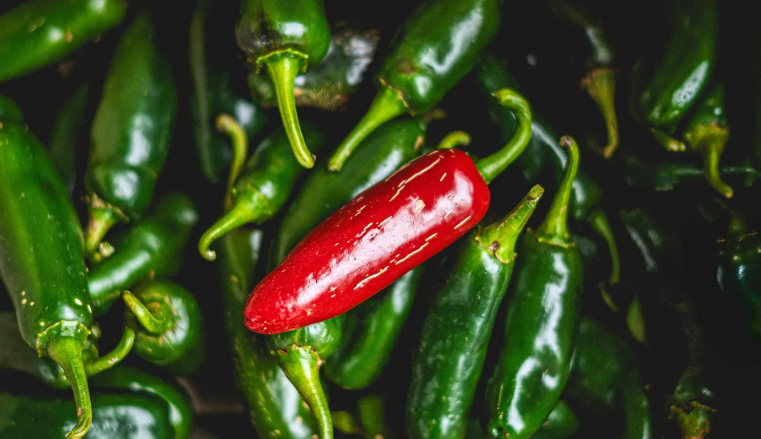 A single red pepper surrounded by jalapeño peppers