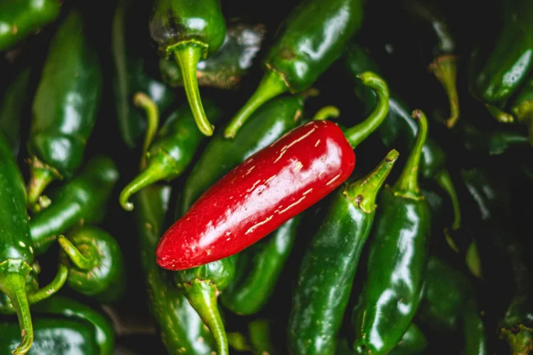 A single red pepper surrounded by jalapeño peppers
