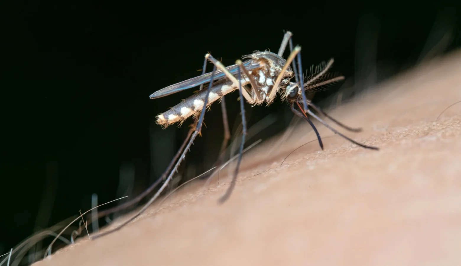 A mosquito.