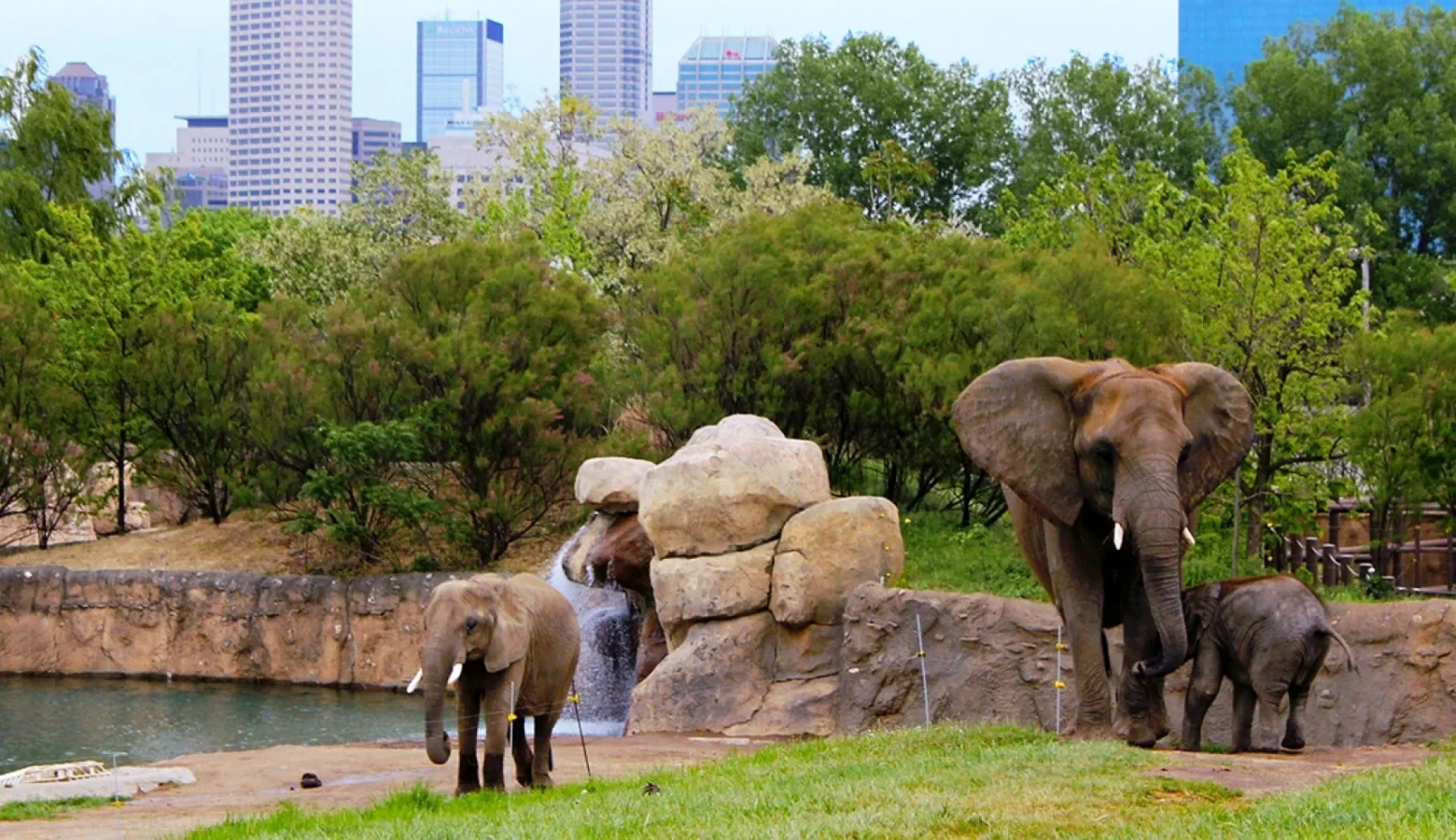 An adult African elephant and two young elephants are in one of the Indianapolis Zoo's grazing areas with trees and the downtown skyline in the background.