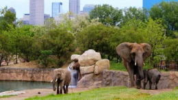 An adult African elephant and two young elephants are in one of the Indianapolis Zoo's grazing areas with trees and the downtown skyline in the background.