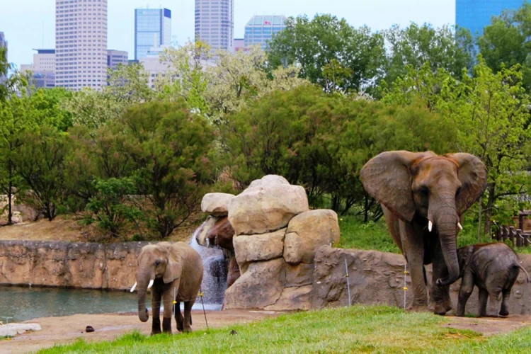 An adult African elephant and two young elephants are in one of the Indianapolis Zoo's grazing areas with trees and the downtown skyline in the background.